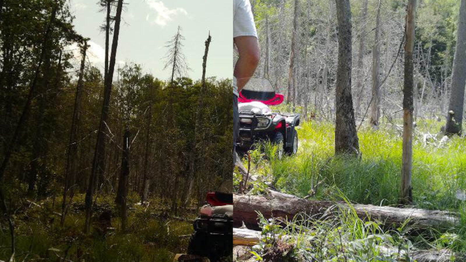 Dark Daytime Photos: How to Aim Your Trail Camera